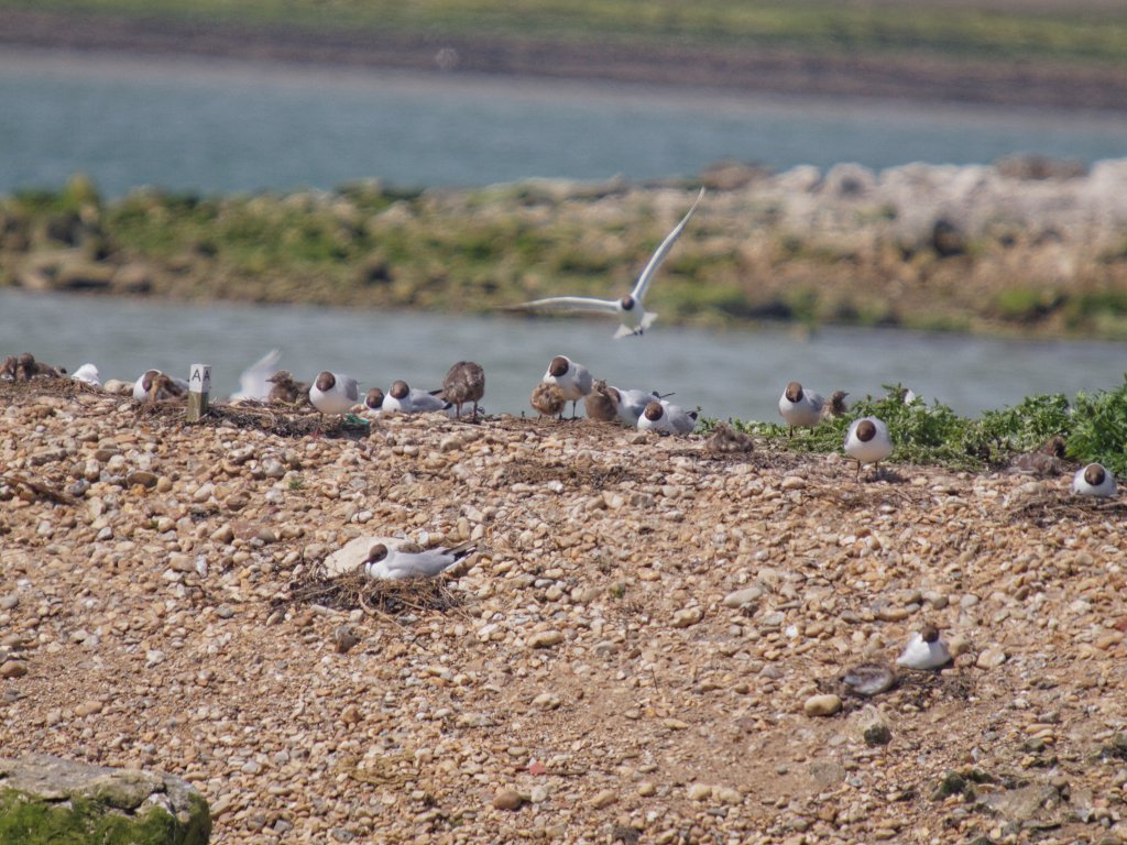 Black-headed Gull nesting sites - Peter Drury Submitted by peterd on Sun, 08/06/2014 - 05:07